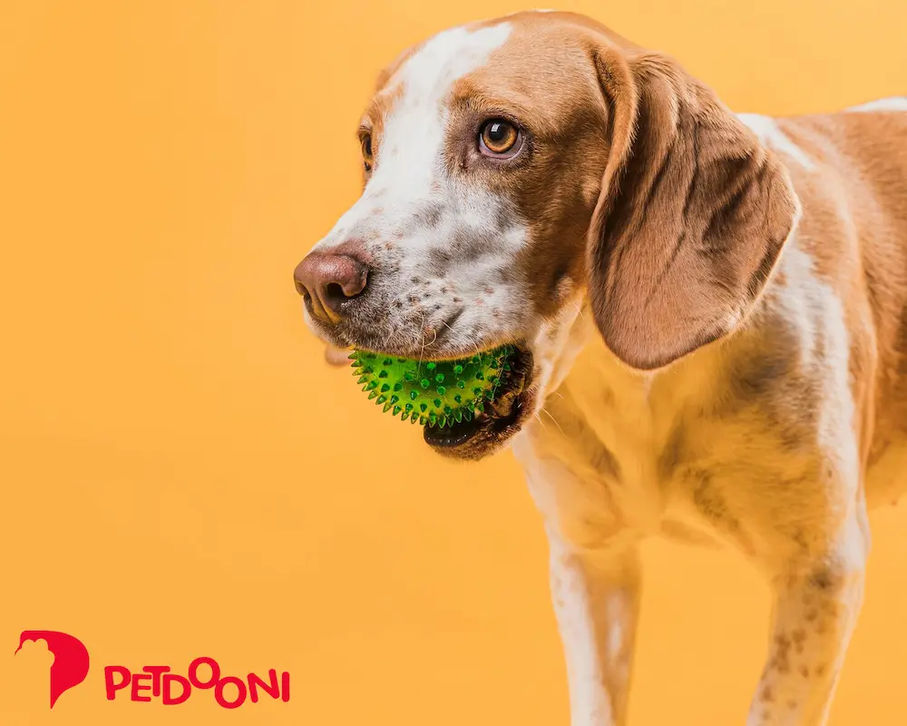 خرید اسباب بازی مقاوم حیوان خانگی با بهترین قیمت در پت شاپ آنلاین پت دونی 1404